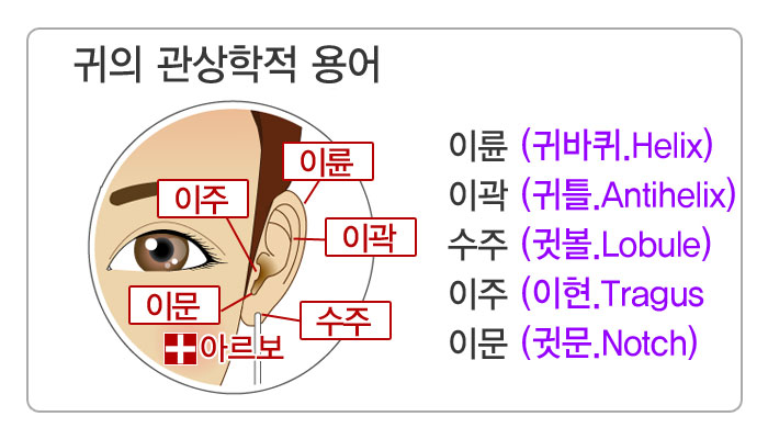 Ͱ,Ͱ,͹,Ӻ,̷,̰,,,̹,,ӹ,helix,antihelix,lobule,tragus,notch